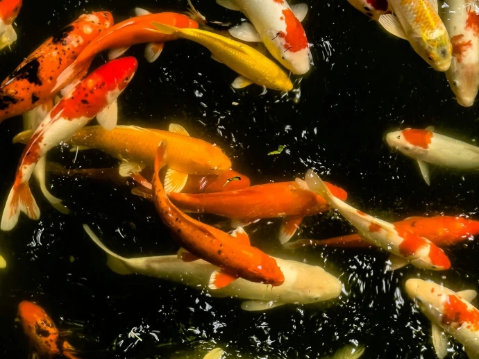 A group of fish swimming in a pond